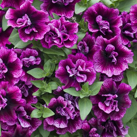 Petunia Tumbelina Compact Julianna