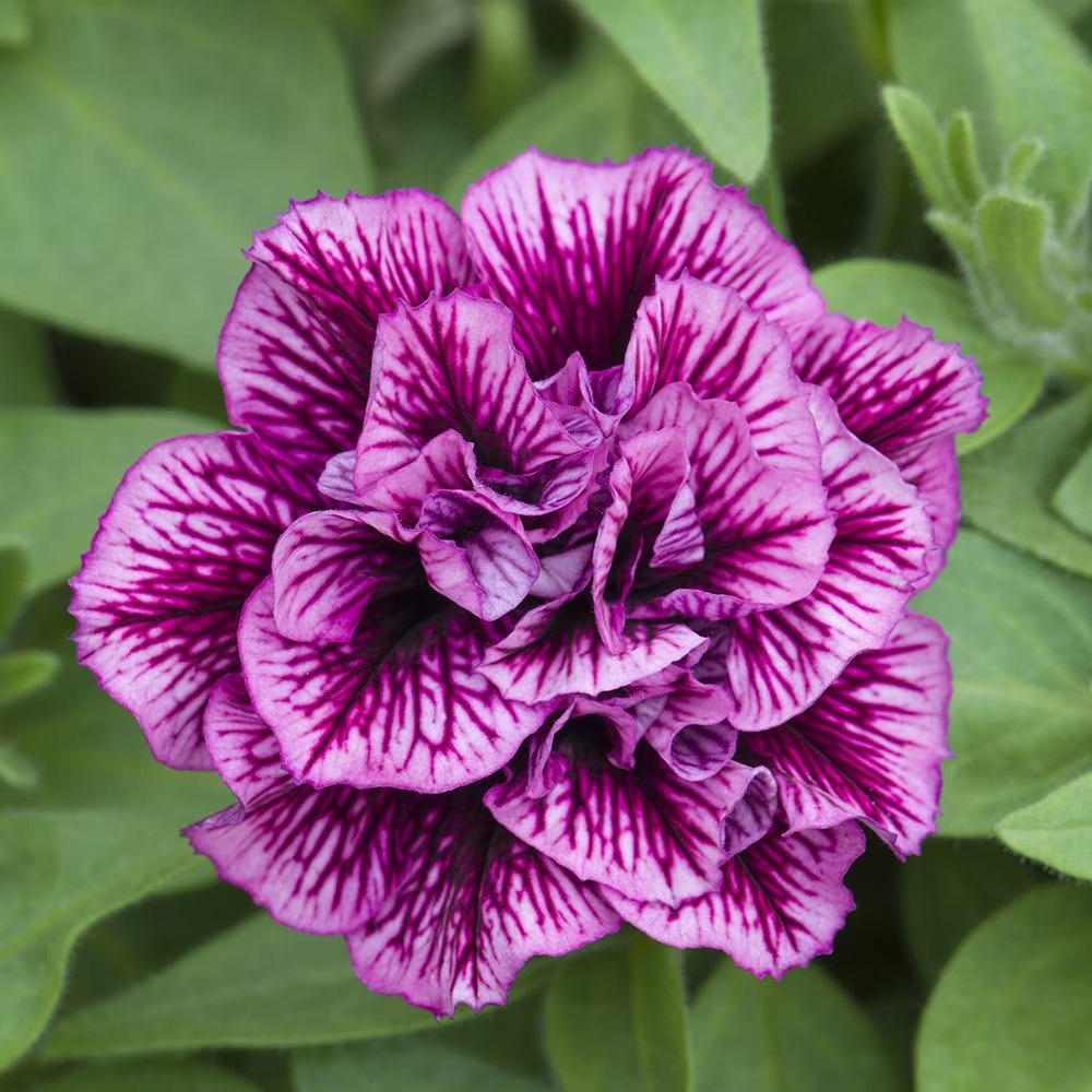 Petunia Tumbelina Compact Julianna