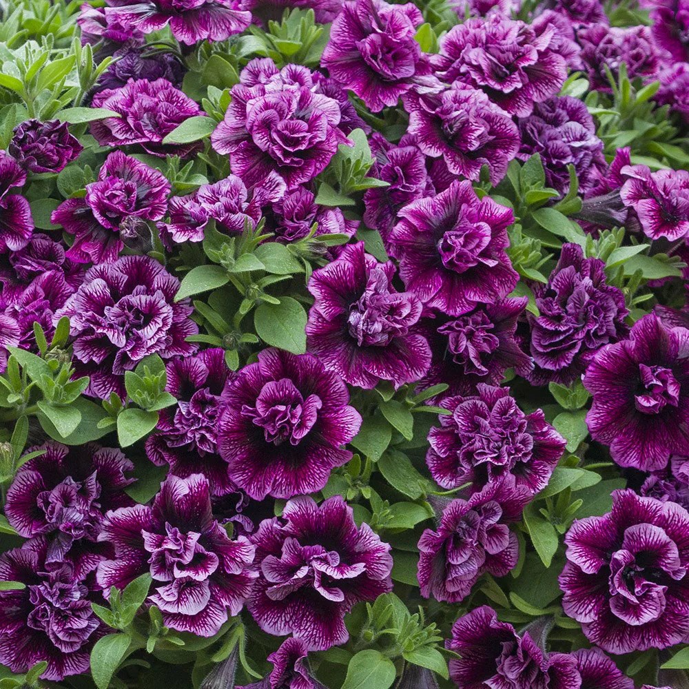 Petunia Tumbelina Compact Julianna
