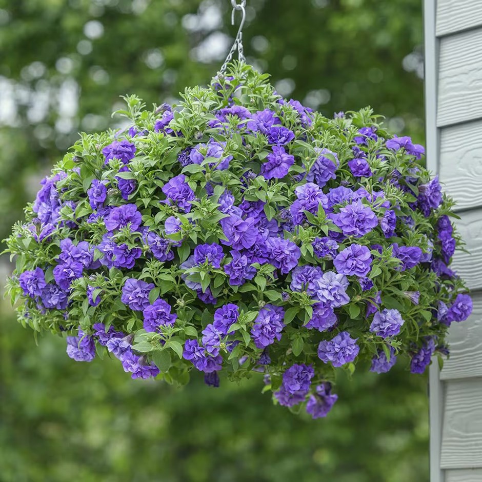 Petunia Tumbelina Compact Sophia