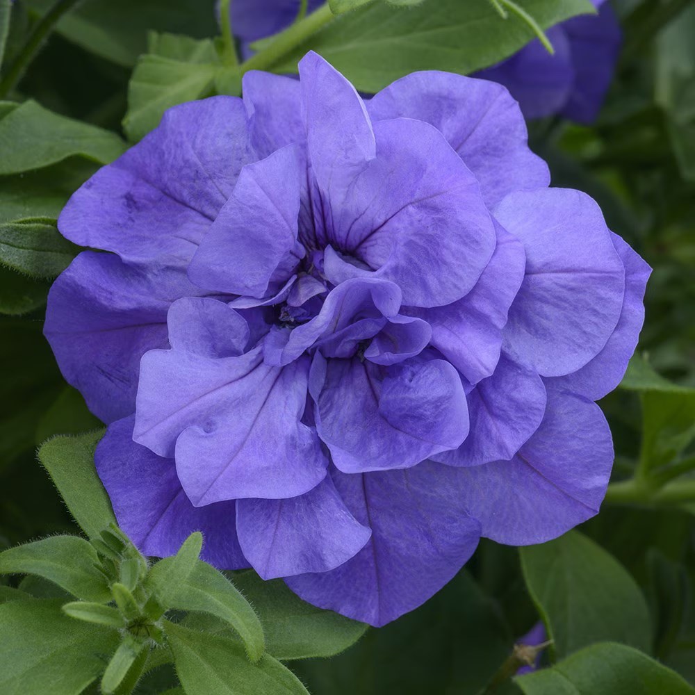 Petunia Tumbelina Compact Sophia