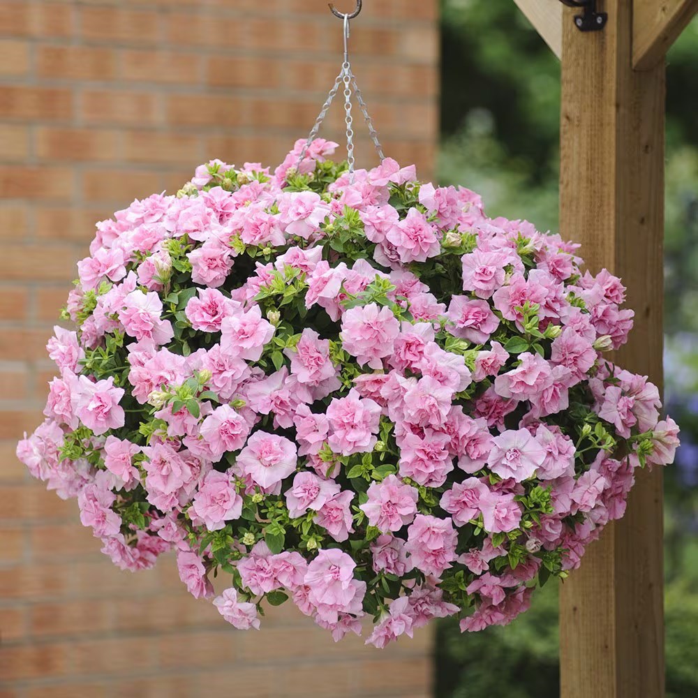 Petunia Tumbelina Compact Victoria