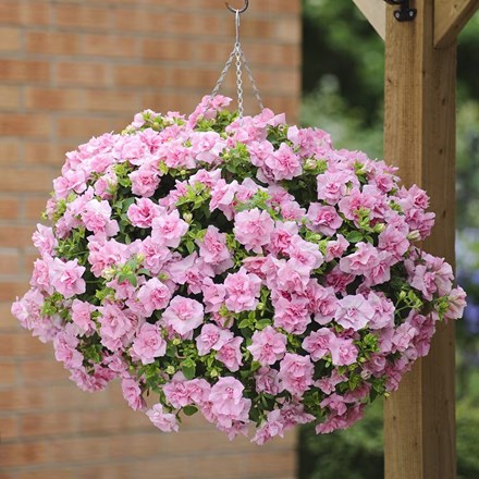 Petunia Tumbelina Compact Victoria