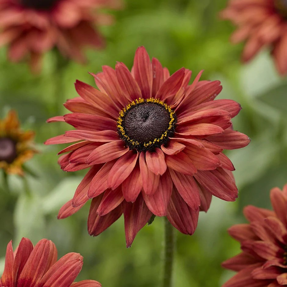 Rudbeckia Hirta Enchanted Flame | Coneflower