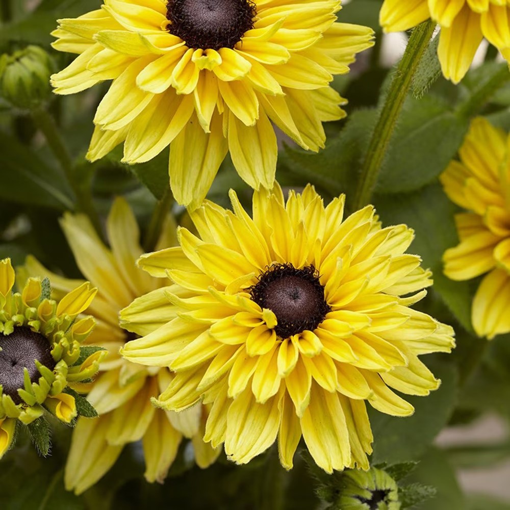 Rudbeckia Hirta Enchanted Glow | Coneflower