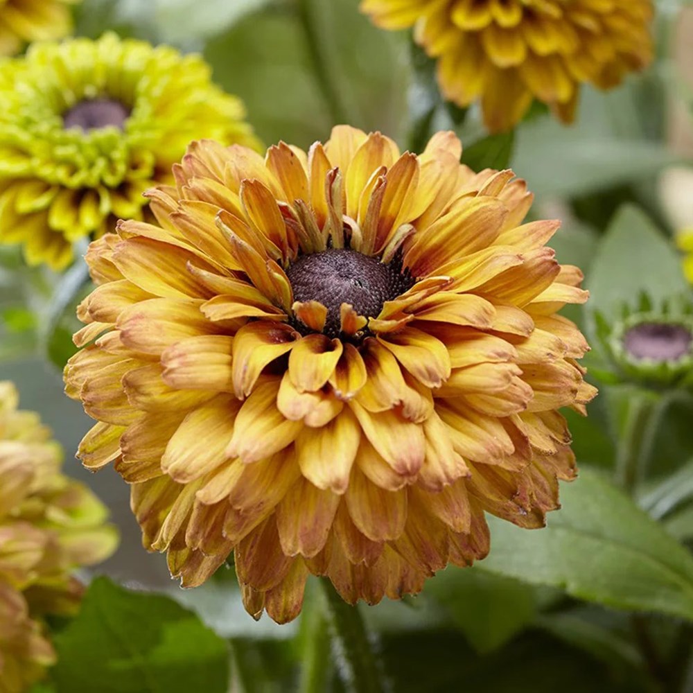Rudbeckia Hirta Enchanted Summer Sunset | Coneflower