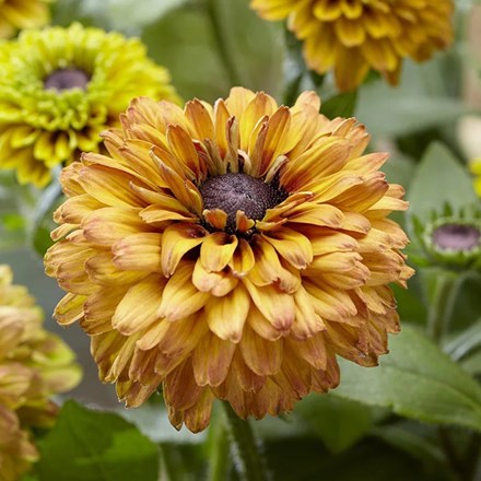 Rudbeckia Hirta Enchanted Summer Sunset | Coneflower