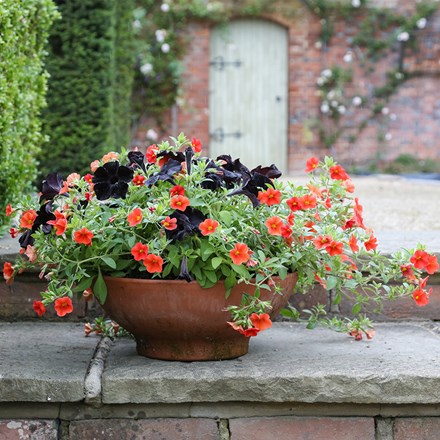 Chocolate orange container plant collection