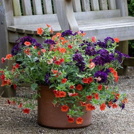 Summer nights container plant collection