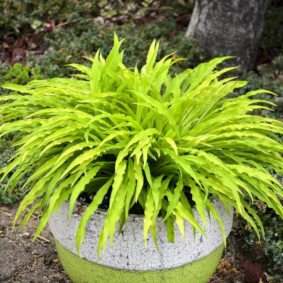 Hosta Party Streamers | Plantain Lily