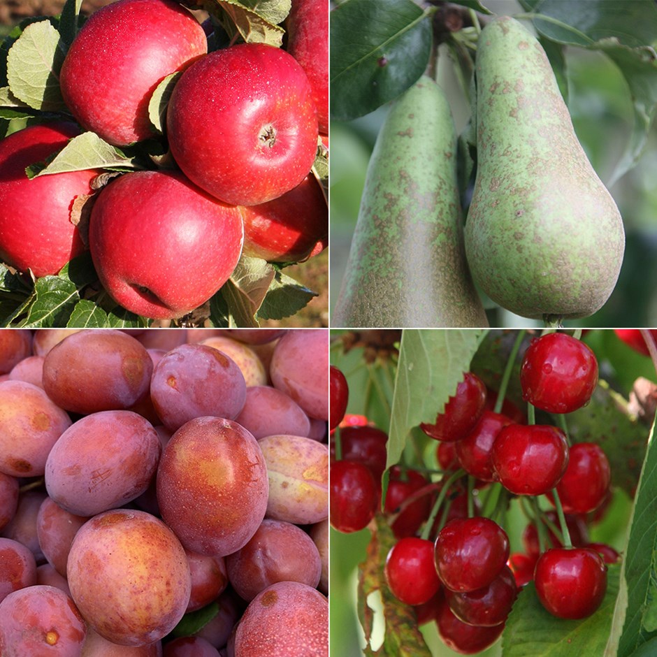 <i>Award winning</i> 'orchard fruit tree collection'