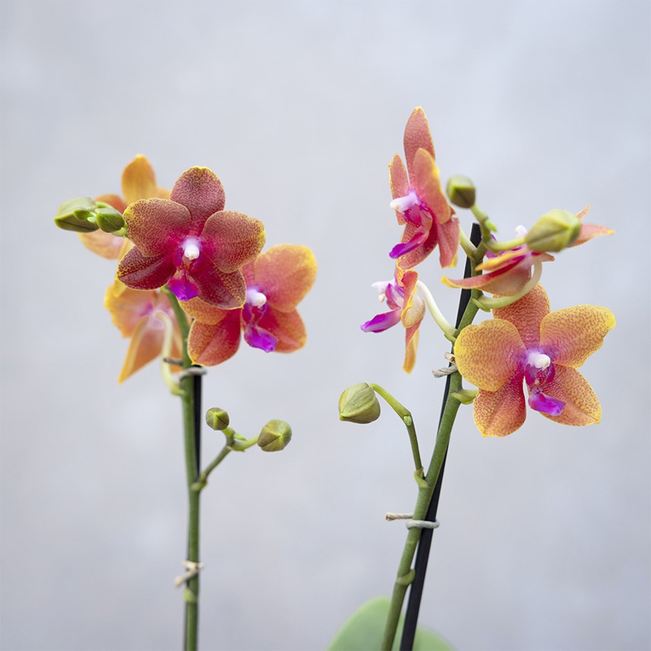 Phalaenopsis Bolgheri | Scented Moth Orchid