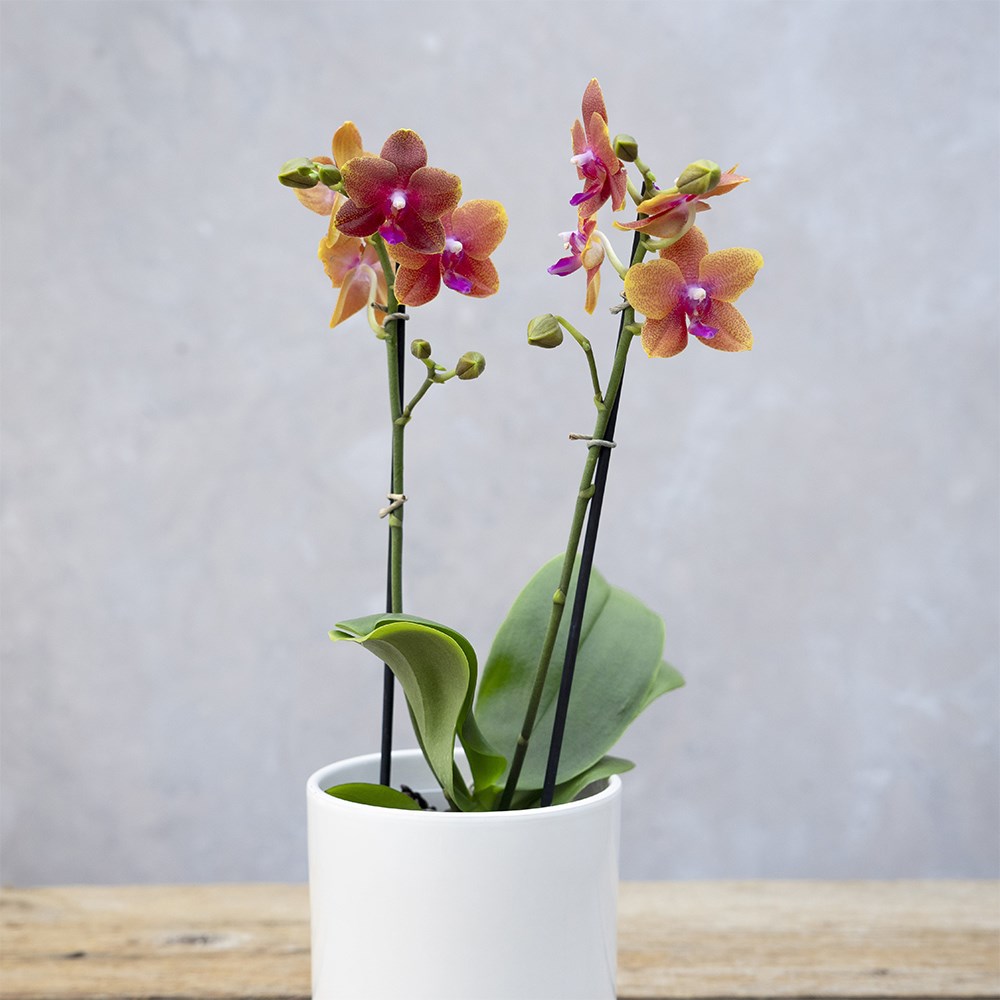 Phalaenopsis Bolgheri | Scented Moth Orchid