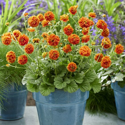Geum Orange Pumpkin (PBR)