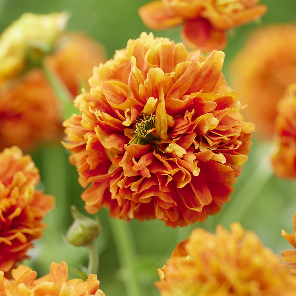 Geum Orange Pumpkin | Avens