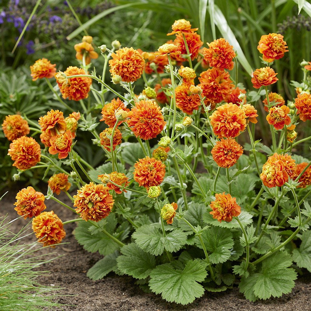 Geum Orange Pumpkin | Avens