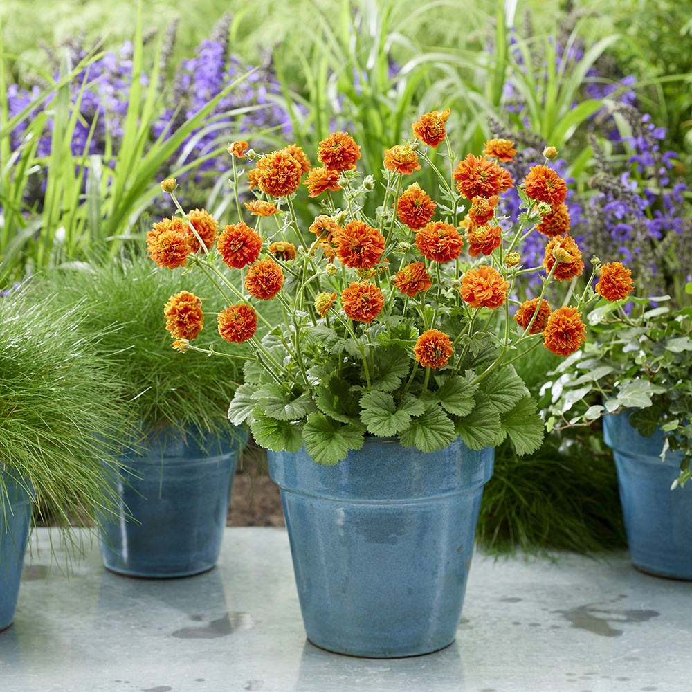 Geum Orange Pumpkin | Avens
