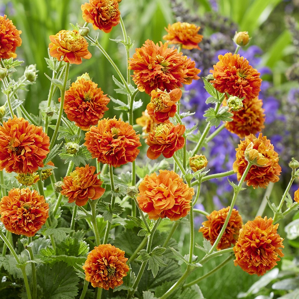Geum Orange Pumpkin | Avens