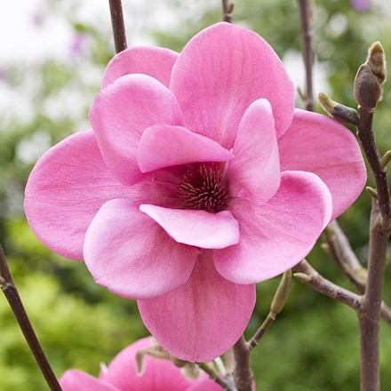 Magnolia Watermelon