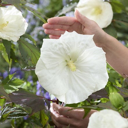 Hibiscus Moscheutos Carousel Ghost | Rose Mallow