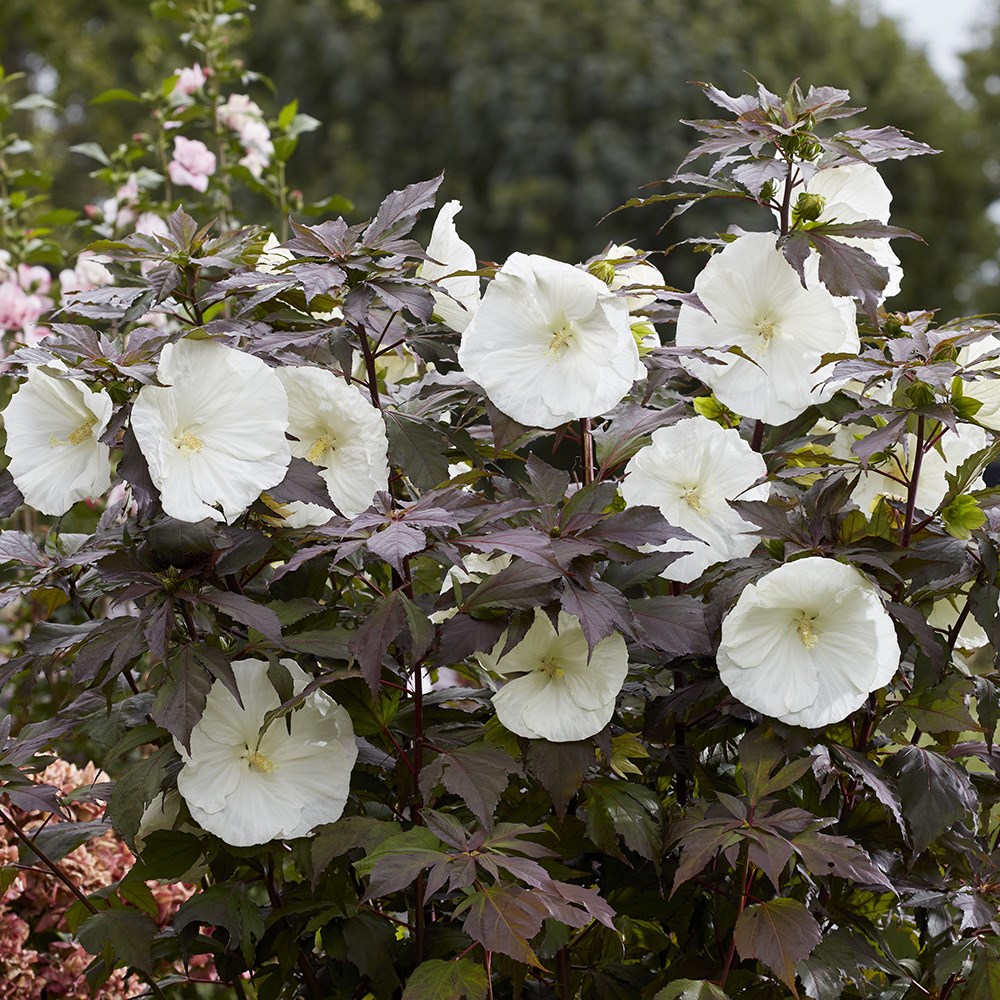 Hibiscus Moscheutos Carousel Ghost | Rose Mallow