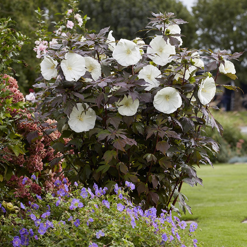 Hibiscus Moscheutos Carousel Ghost | Rose Mallow