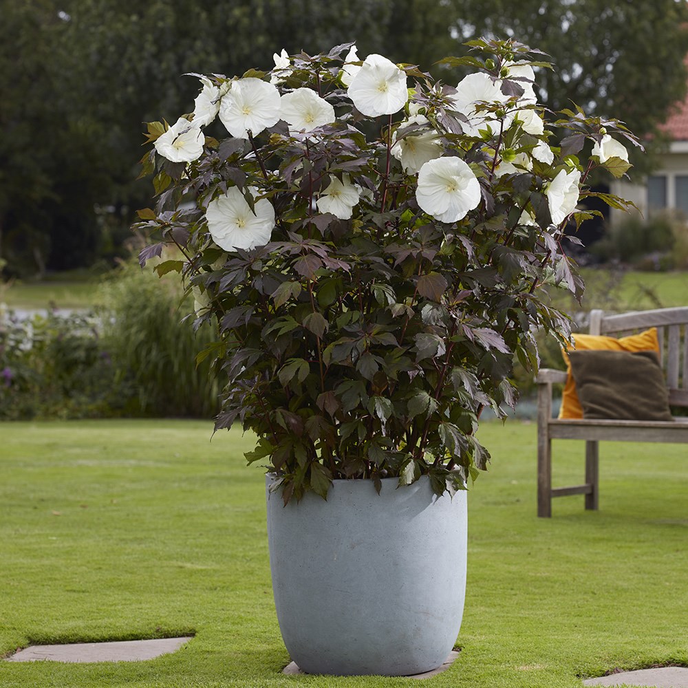 Hibiscus Moscheutos Carousel Ghost | Rose Mallow