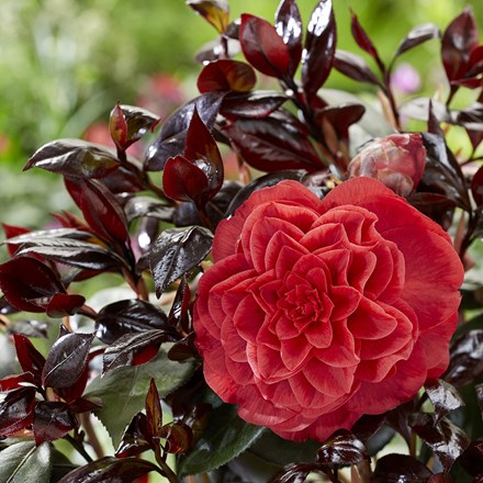Camellia Japonica Femme Fatale