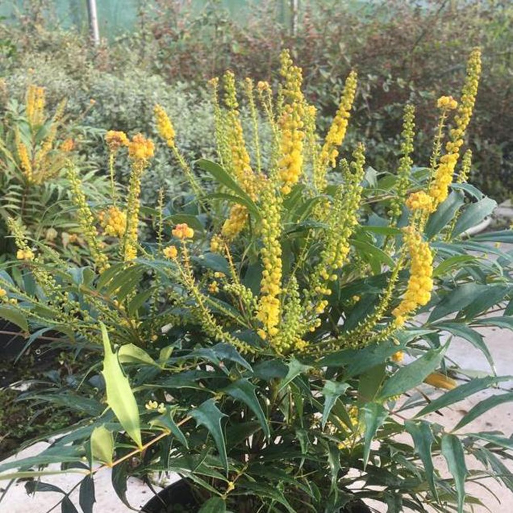 Mahonia Eurybracteata Ganpinensis Meteor