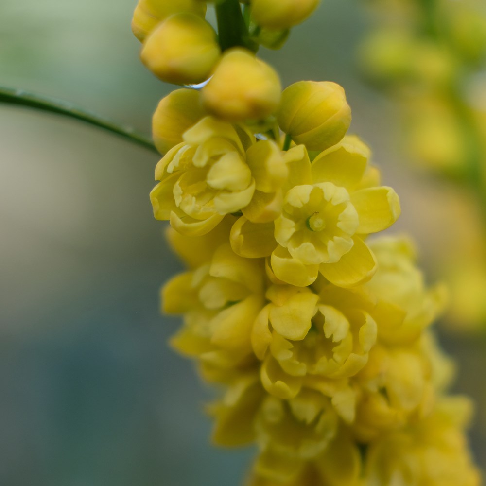 Mahonia Eurybracteata Ganpinensis Meteor