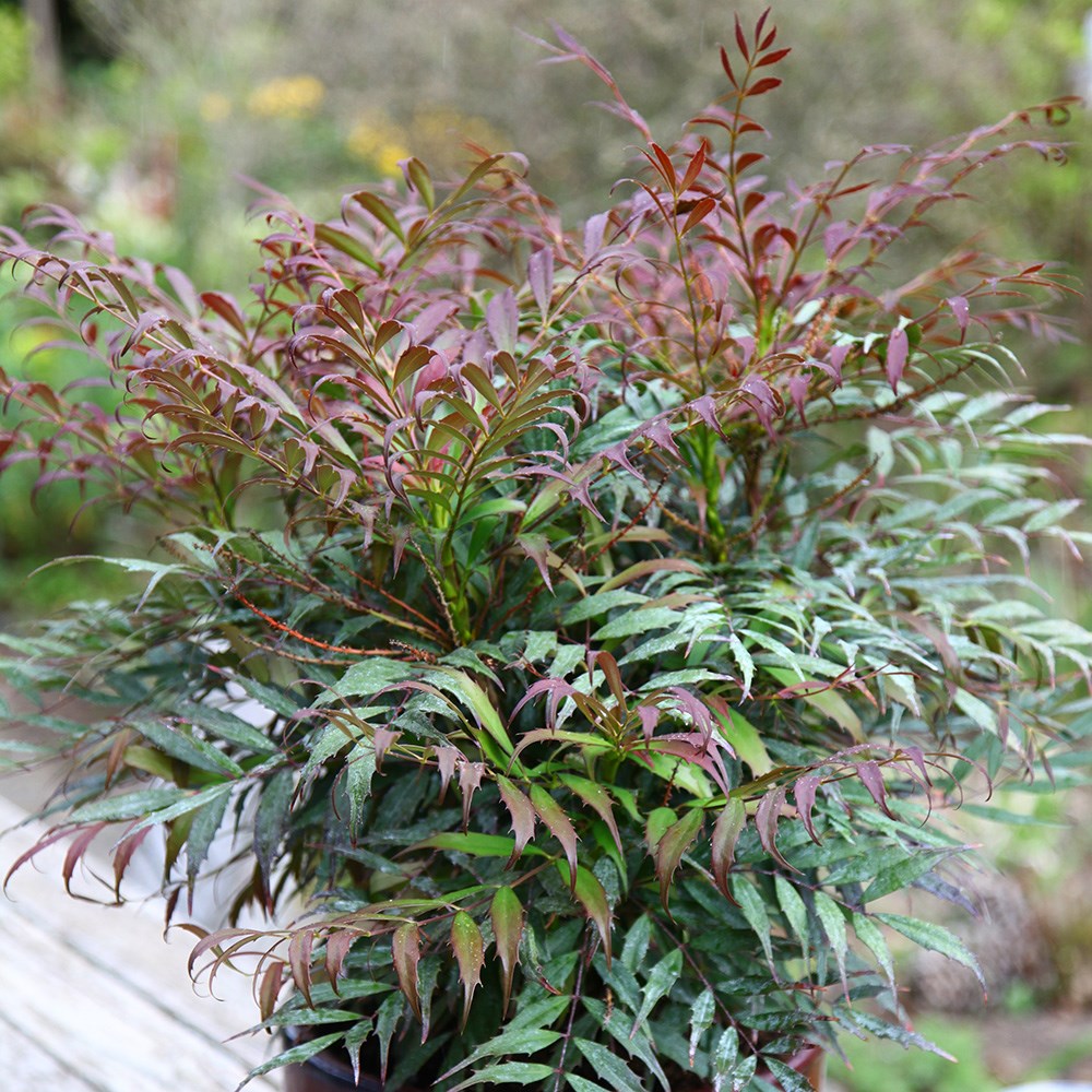 Mahonia Eurybracteata Ganpinensis Meteor