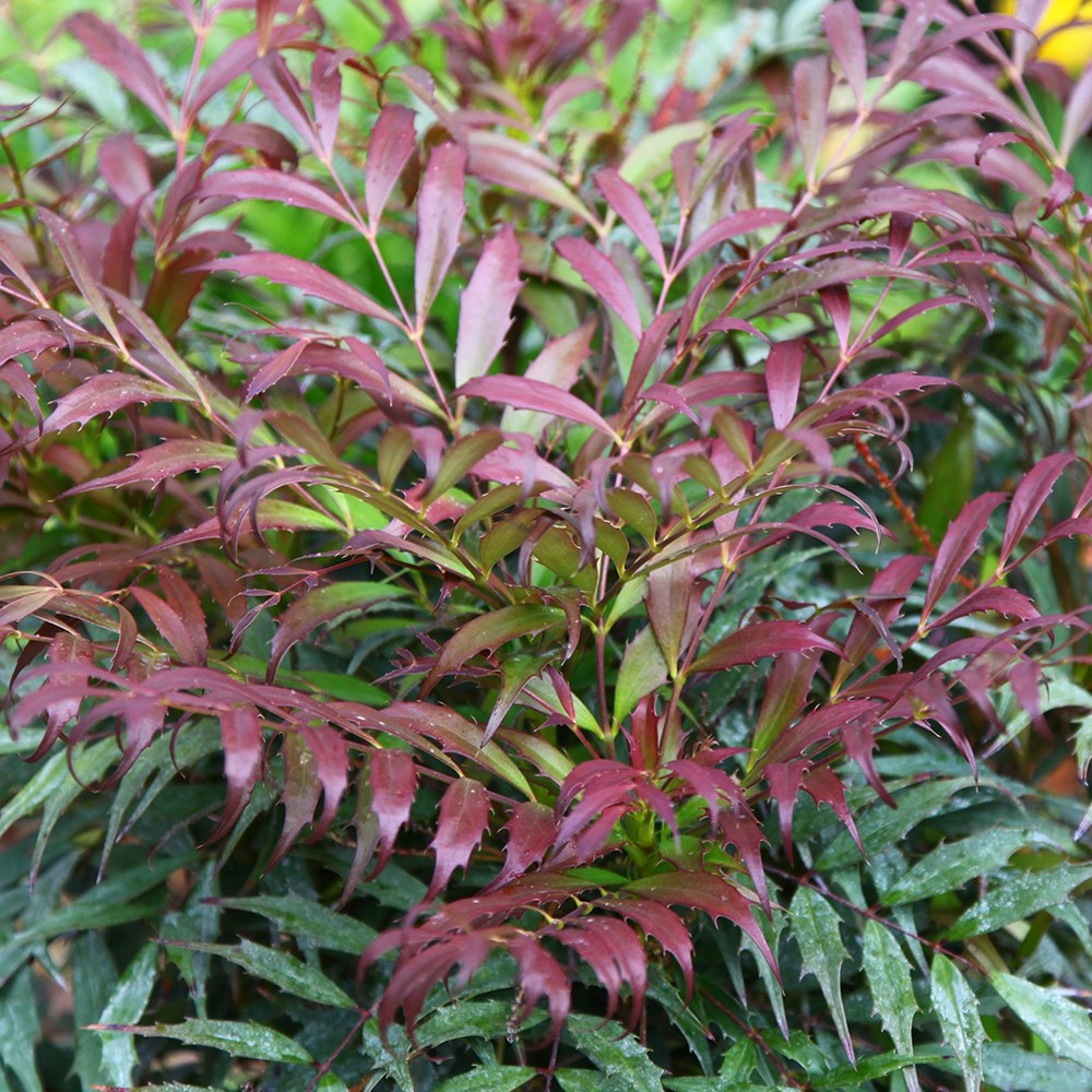 Mahonia Eurybracteata Ganpinensis Meteor