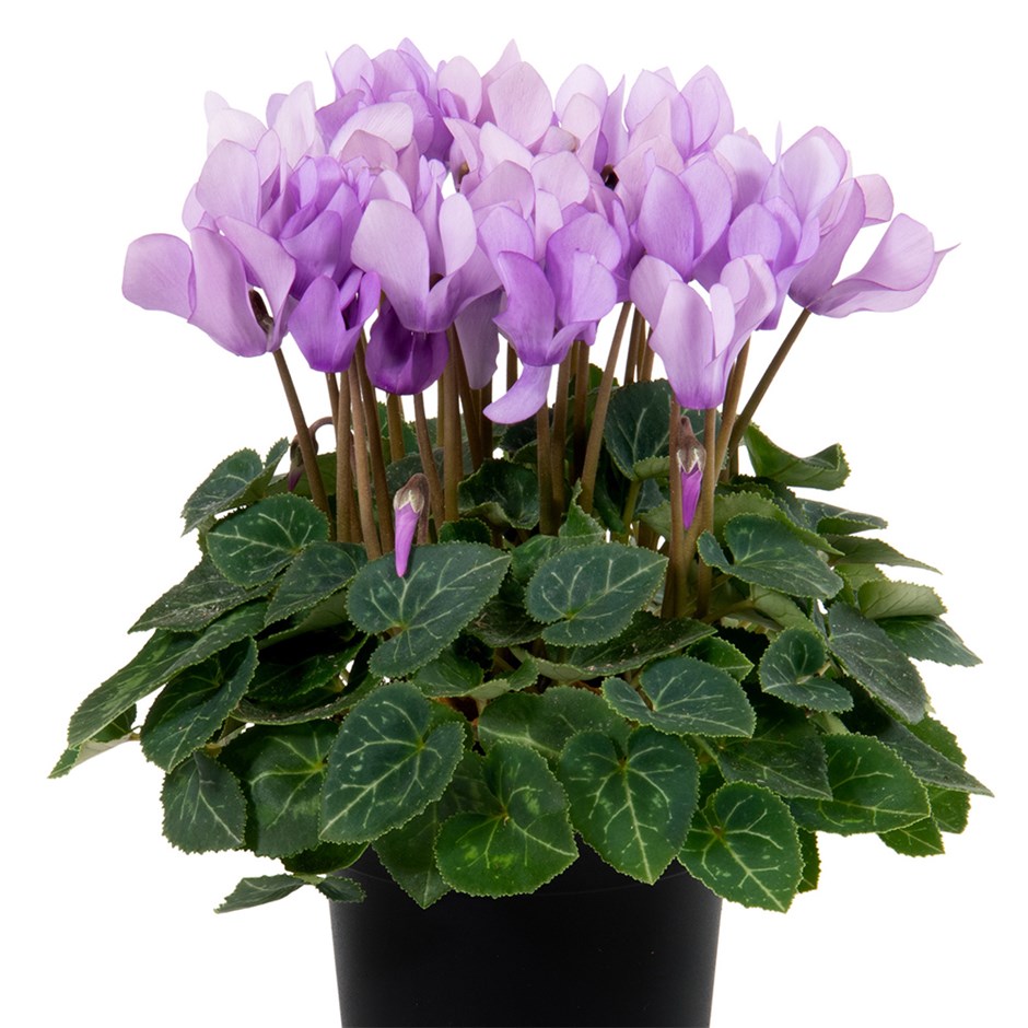 Cyclamen Dragon Blue