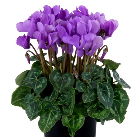 Cyclamen Dragon Blue