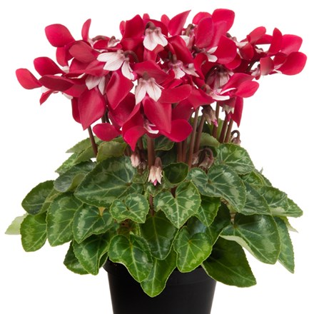 Cyclamen Djix Wine Red