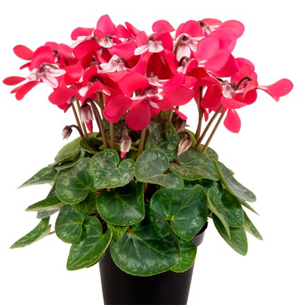 Cyclamen Djix Red