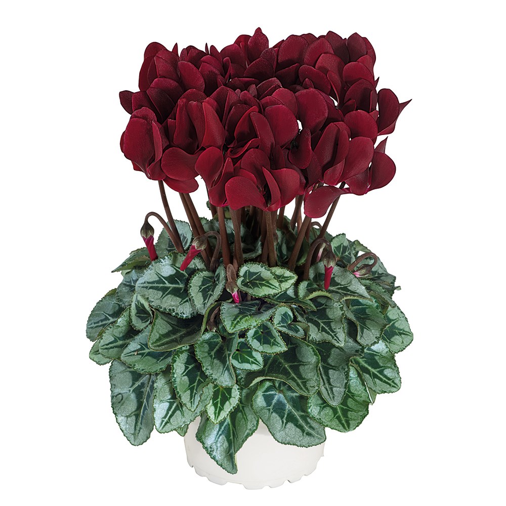 Cyclamen Tuxedo