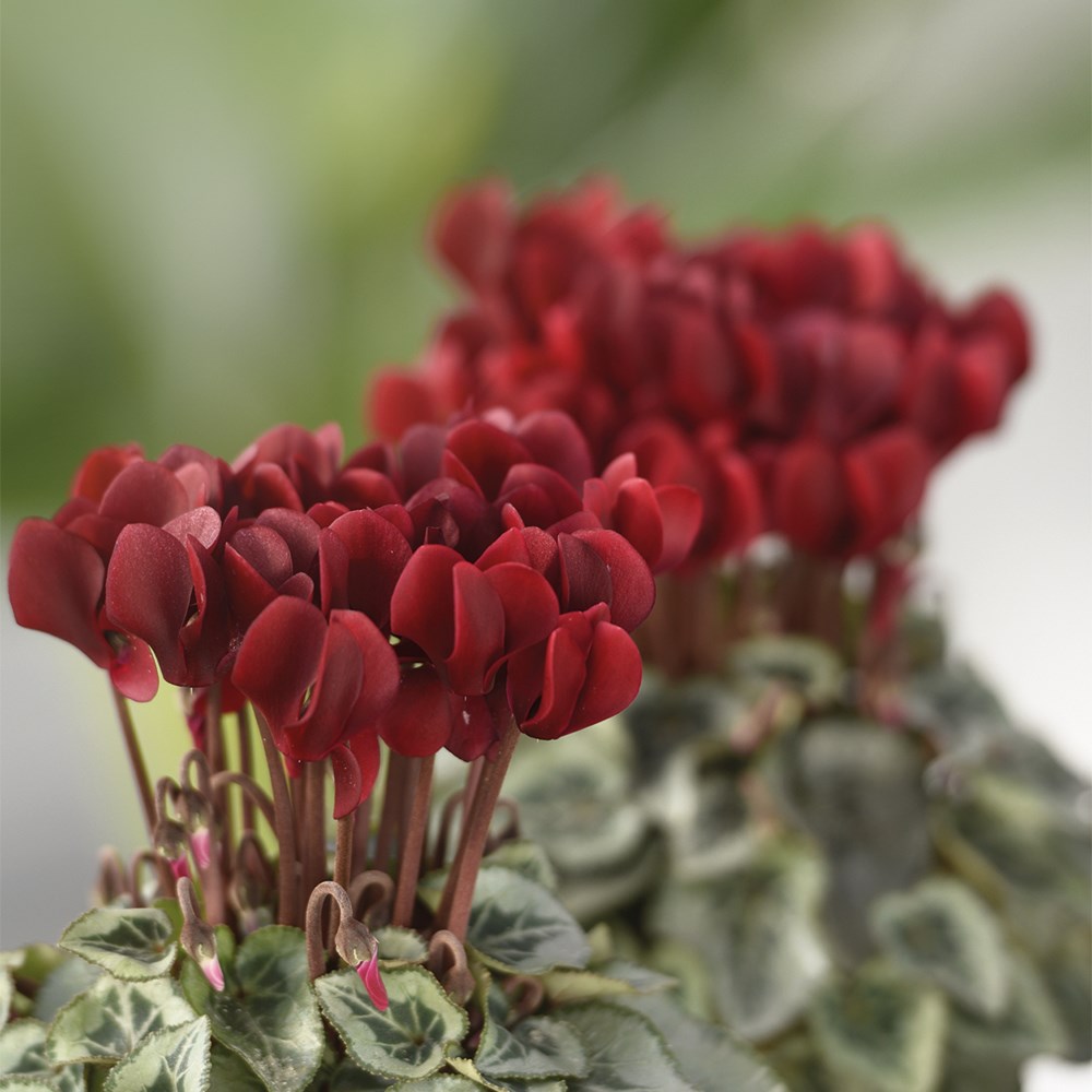 Cyclamen Tuxedo