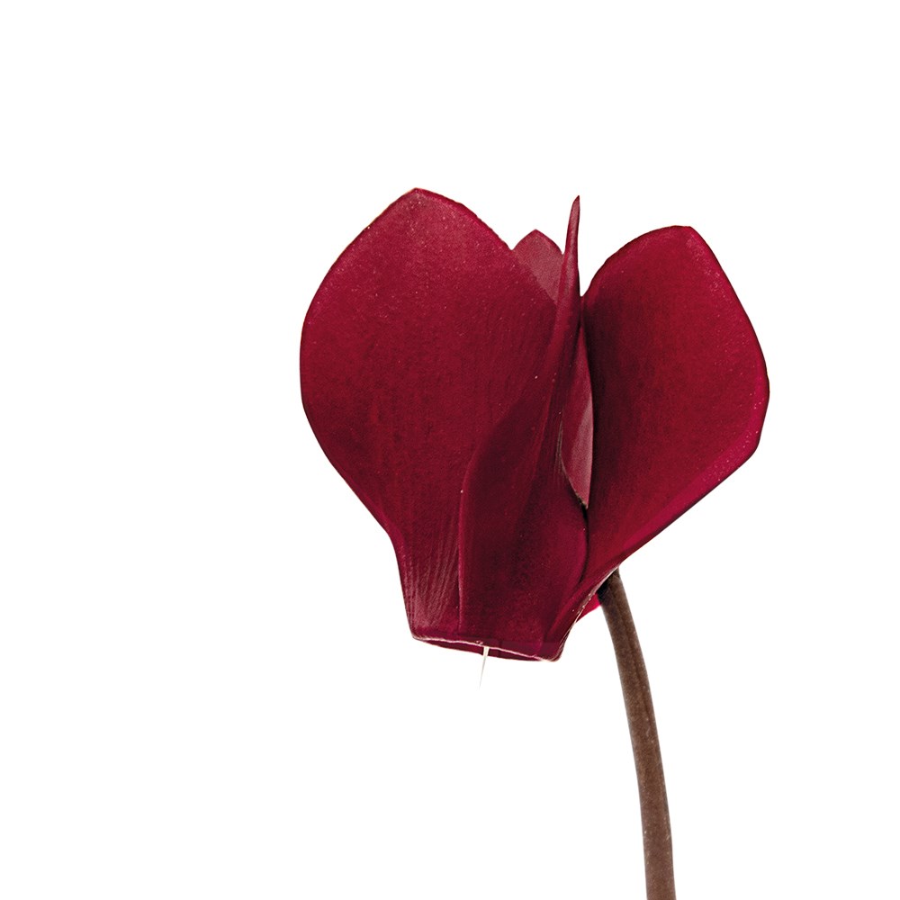 Cyclamen Tuxedo
