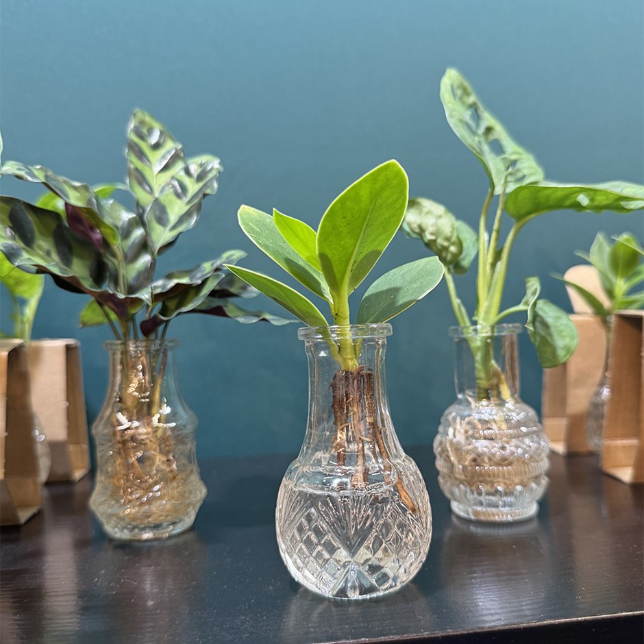Glass Bottles With 3 Plants