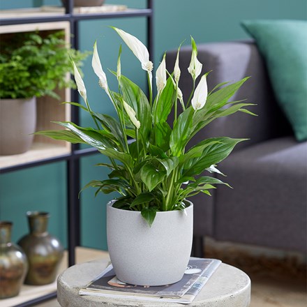Spathiphyllum
