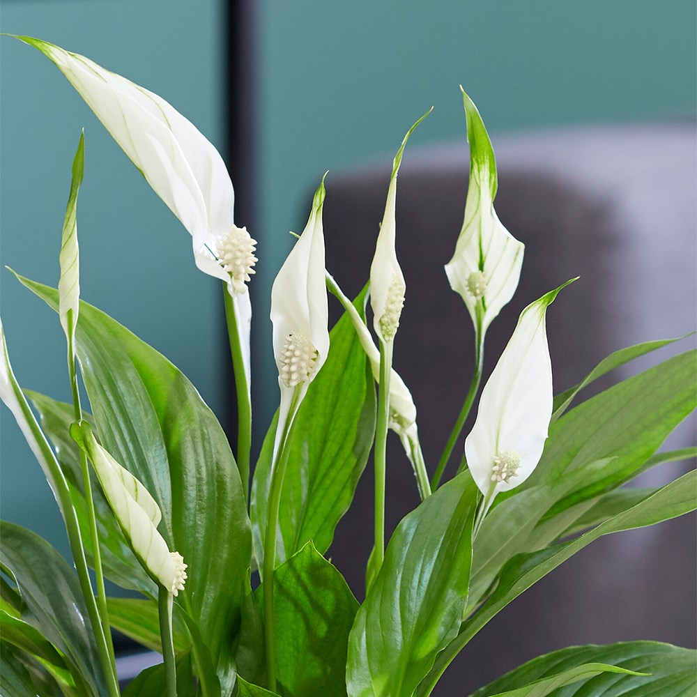 Spathiphyllum | Peace Lily