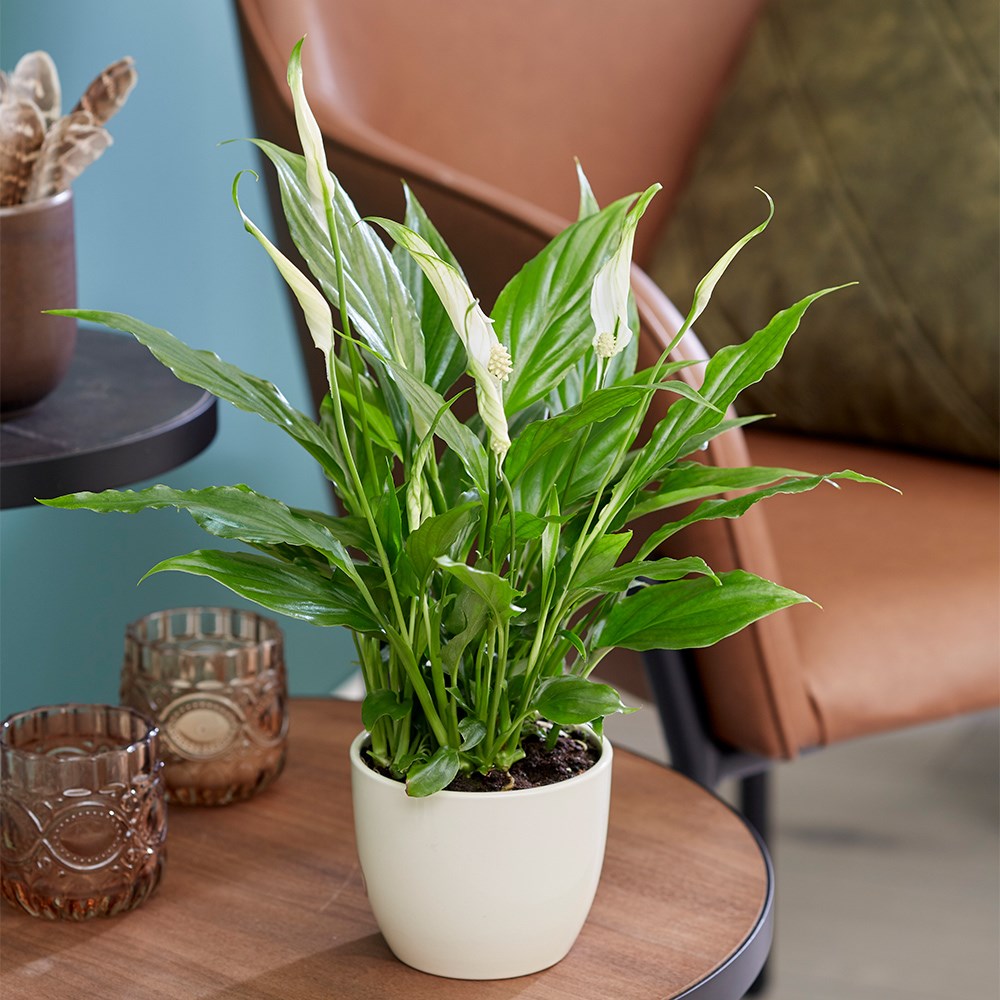 Spathiphyllum | Peace Lily