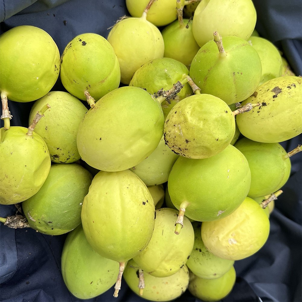Passiflora Cool Tropics Snowstar | Passion Fruit