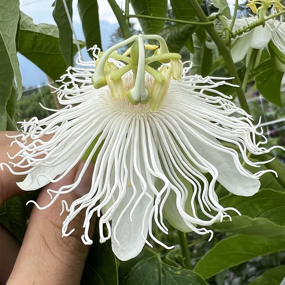 Passiflora Cool Tropics Snowstar | Passion Fruit