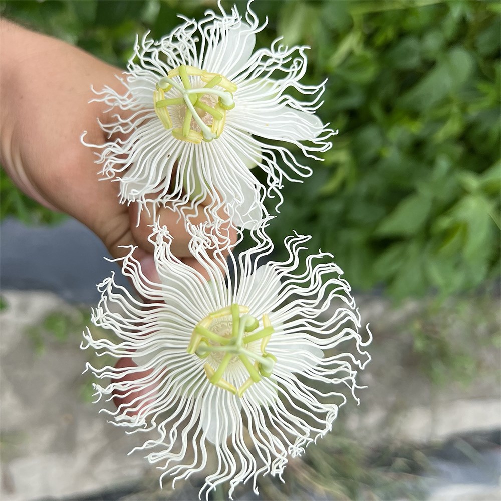 Passiflora Cool Tropics Snowstar | Passion Fruit