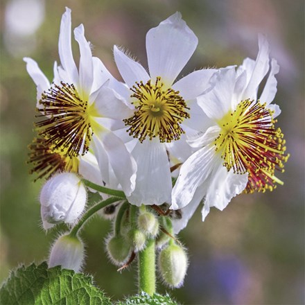 Sparrmannia Africana