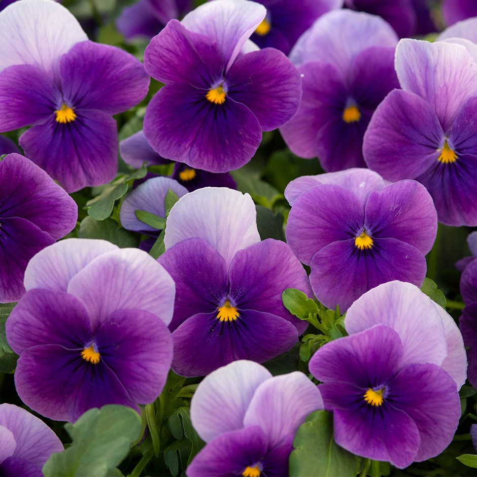 Viola Vivaldi Beacon