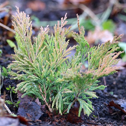 Juniperus Horizontalis Limeglow | Creeping Juniper