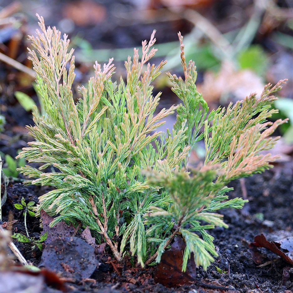 Juniperus Horizontalis Limeglow | Creeping Juniper